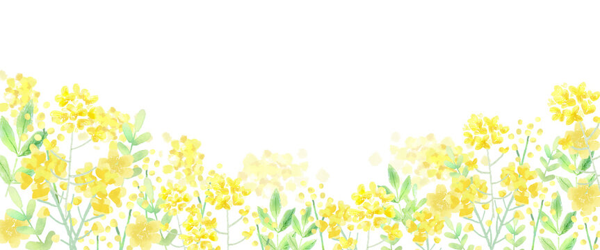 菜の花 春の水彩ベクター イラスト