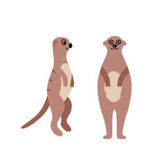 Two standing meerkats, cute cartoon meerkat. Vector illustration of an African animal isolated on white.