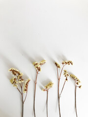 Abstract set of dried flowers on a white background, dry twigs of a lemon statice plant, top view