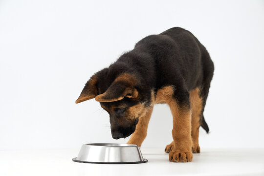 Front view of lovely retriever puppy with black brown fur awaiting for meal leaning over metal bowl. Full length of cute young domestic shepherd isolated on white studio background. Concept of pets.