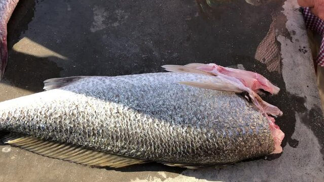 Cleaning and filleting sea fish outdoors.Cleaning Kabeljou fish in Namibia on the west coast of Africa. Scaling fish is a messy job but a useful skill to have if you are a fisherman. 