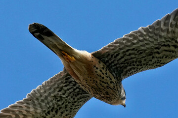common kestrel in the blue sky