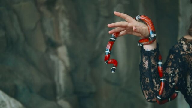 Portrait close-up female hands holding aspred red royal milk snake - sinaloa. Gothic fantasy woman dark queen of snakes and poison. Silhouette girl vampire. black vintage medieval dress. Face cropped.