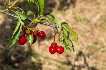 Obraz premium Close up of fresh ripe juicy red cherries from near Wiesbaden/Germany 
