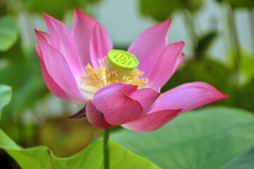 Obraz premium Blossoming lotus flowers