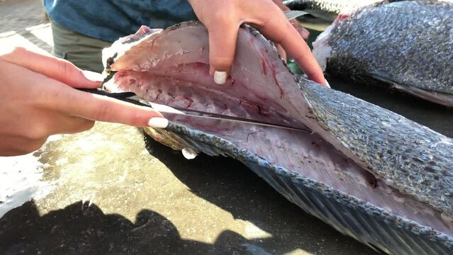 Cleaning and filleting sea fish outdoors.Cleaning Kabeljou fish in Namibia on the west coast of Africa. Scaling fish is a messy job but a useful skill to have if you are a fisherman. 