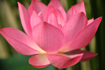 Obraz premium Blossoming lotus flowers