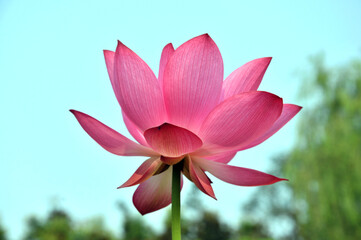 Blossoming lotus flowers