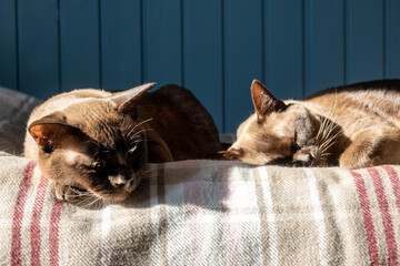 Spring mood. Two chocolate-colored Burmese cats lying down basking in the sun. Sunbathing. Warming after a long winter.