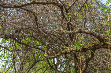 branches of ampelopsis aconitifolia at springtime