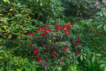 Fototapeta na wymiar red flowers of rhodedendron Marcel Menard