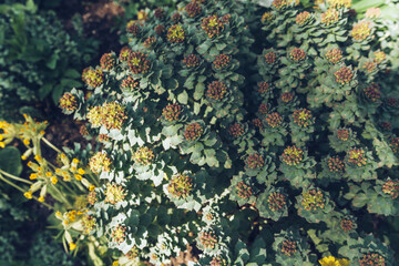 rhodiola rosea above view