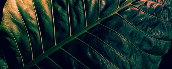 detail of large palm leaf