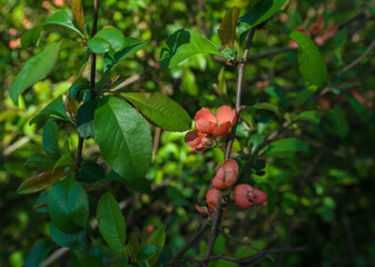 shrub of chinese quince at springtime