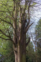 Taxodium distichum (cupressus disticha L) 1914