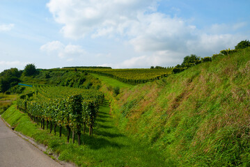 Obraz premium Weinberge Reben