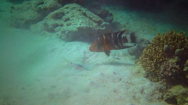 Red-breasted splendour wrasse (Cheilinus fasciatus) catches food near a mullet burrowing in the sand near a coral reef in the Red Sea