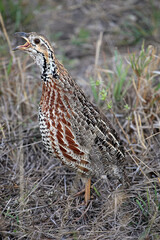 Francolin calling in the early morning, South Africa
