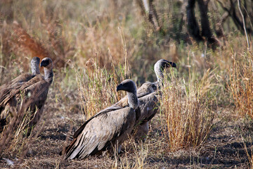 Group of Cape vultures near a kill, South Africa
