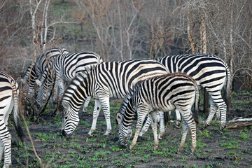 Fototapeta na wymiar Group of zebra grazing, South Africa 