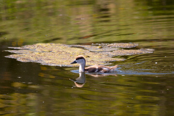 Ruddy shelduck chick swim on the lake
