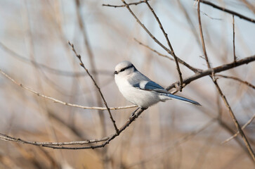 Adorable Azure tit sits on a tree branch