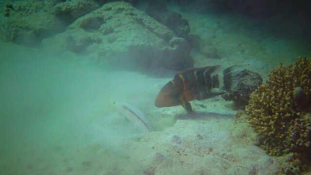Red-breasted splendour wrasse (Cheilinus fasciatus) catches food near a mullet burrowing in the sand near a coral reef in the Red Sea