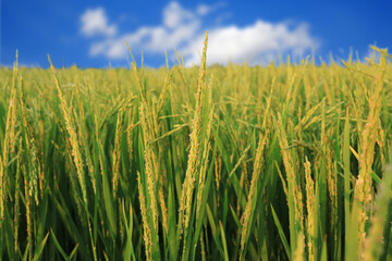 Fototapeta premium The ears of rice were getting old and the sunlight of the day, the blue sky and white clouds.