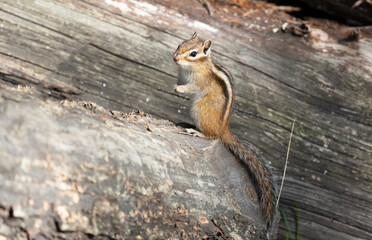 Chipmunk sits on a log. Summer. Russia, Buryatia