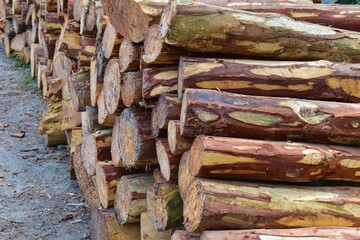 A woodpile of chopped pine in the forest closeup