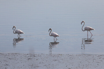 Flamencos alimentandose en el agua.