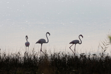 Flamencos alimentándose en el agua.