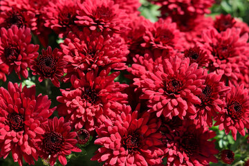 Red Chrysanthemums in the autumn garden .Background of many small flowers of Chrysanthemum. Beautiful red autumn flower background. Chrysanthemums Flowers blooming in garden at spring day. Soft focus 