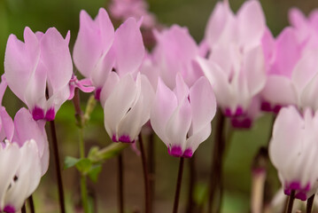 Obraz premium Delicate pink Cyclamens growing wild on a wooded slope in Kiryat Tivon Israel. It is the symbol of the town. 