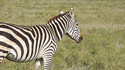 The plain zebra walks and grazes on the green plains of Kenya. Zebra in the pasture.