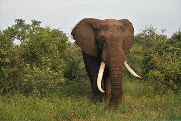 Elephant