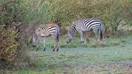 Fototapeta na wymiar The zebras graze on the African savannah in Kenya.