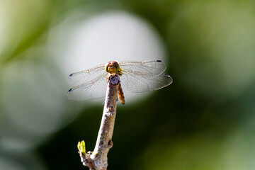 dragonfly on a leaf