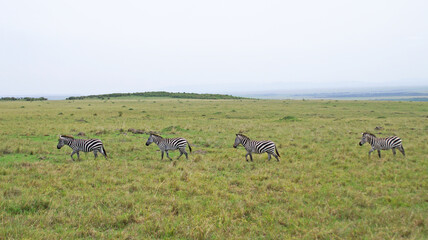 Naklejka na ściany i meble The zebras graze on the African savannah in Kenya.