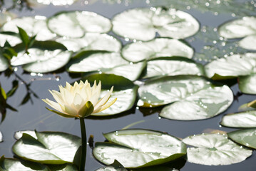 光を反射する葉をバックに薄い黄色の睡蓮の花