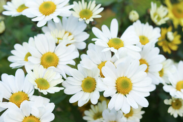 Garden white beautiful Daisies  on a natural background. Flowering of daisies. Common Daisy. Dog daisy. Gardening concept. Leucanthemum vulgare. Chamomile Daisy flowers on blurred green background