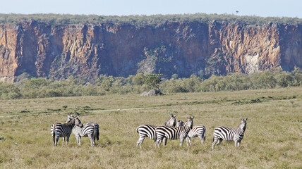 The zebras graze on the African savannah in Kenya.