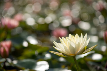 キラキラをバックに薄い黄色の睡蓮の花