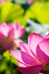 濃いピンクの蓮の花びらのアップ