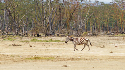 The plain zebra walks and grazes on the green plains of Kenya. Zebra in the pasture.