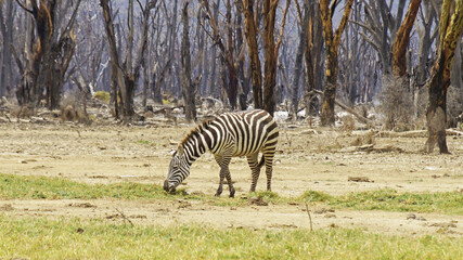 Fototapeta na wymiar The plain zebra walks and grazes on the green plains of Kenya. Zebra in the pasture.