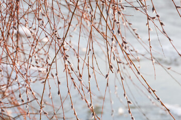 Willow twigs with catkins in spring