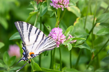 Beautiful Butterfly Scarce Swallowtail, Sail Swallowtail, Pear-tree Swallowtail, Podalirius. Latin name Iphiclides podaliriu. Butterfly collects nectar on flower.