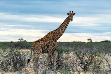 Naklejka na ściany i meble Close up of a single giraffe in the bush, Botswana