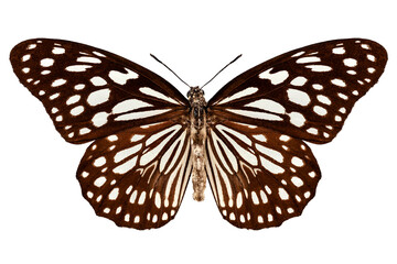Obraz na płótnie Canvas Butterfly species Tirumala limniace 